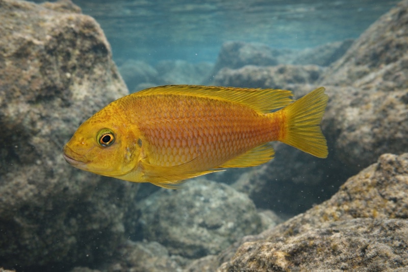 Petrochromis sp. 'gold' Mtoto